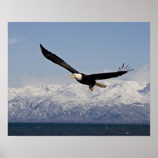 Witkopzeearend in vlucht, Haliaeetus leucocephalus Poster (Voorkant)