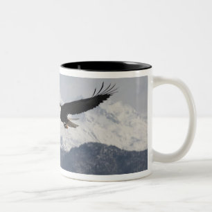 Witkopzeearend in vlucht, Haliaeetus leucocephalus Tweekleurige Koffiemok