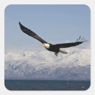 Witkopzeearend in vlucht, Haliaeetus leucocephalus Vierkante Sticker