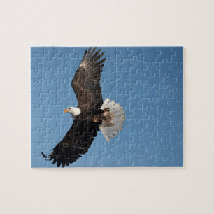 Witkopzeearend in vlucht legpuzzel