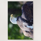 Witkopzeearend Legpuzzel (Verticaal)