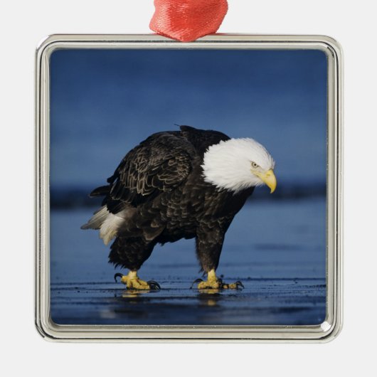 Witkopzeearend Metalen Ornament (Voorkant)