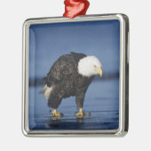 Witkopzeearend Metalen Ornament (Links)