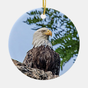 Witkopzeearend op een tak keramisch ornament