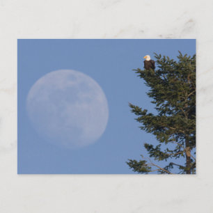 Witkopzeearend   Rijzende volle maan Briefkaart