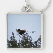 Witkopzeearend Sleutelhanger (Voorkant)