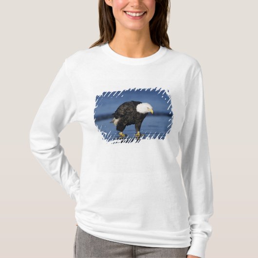 Witkopzeearend T-shirt (Voorkant)