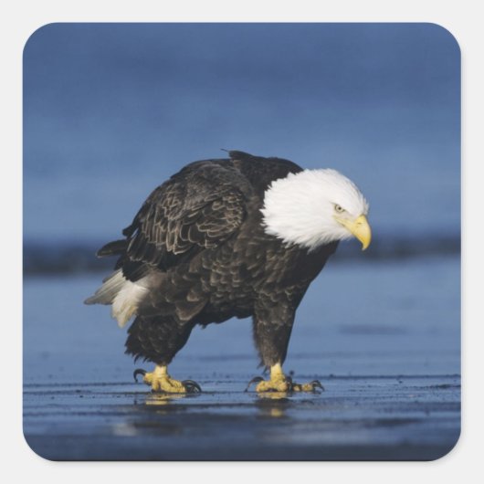 Witkopzeearend Vierkante Sticker (Voorkant)
