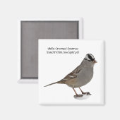 Witkruinmus Magneet (Voorkant / Achterkant)