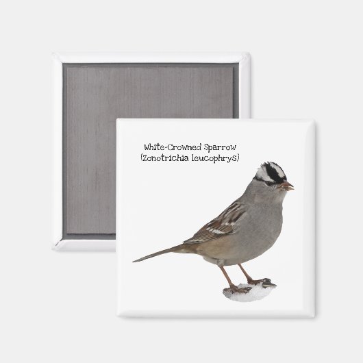 Witkruinmus Magneet (Voorkant / Achterkant)