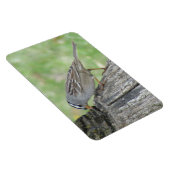 Witkuifgorzen Magneet (Rechterzijde)