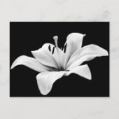 Witlende Briefkaart (Voorkant)