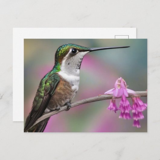 Witoornkolibrie in rust briefkaart (Voorkant / Achterkant)