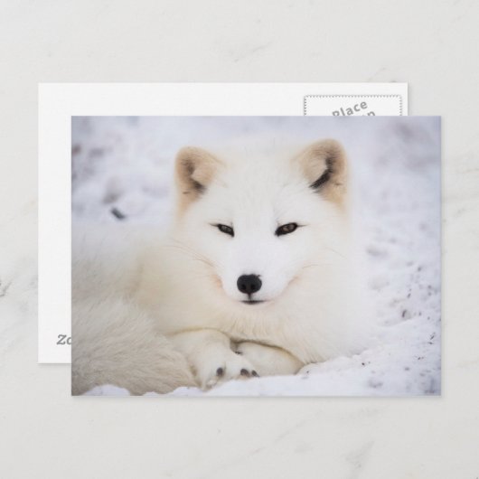 Witpoolvos Briefkaart (Voorkant / Achterkant)