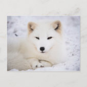 Witpoolvos Briefkaart (Voorkant)