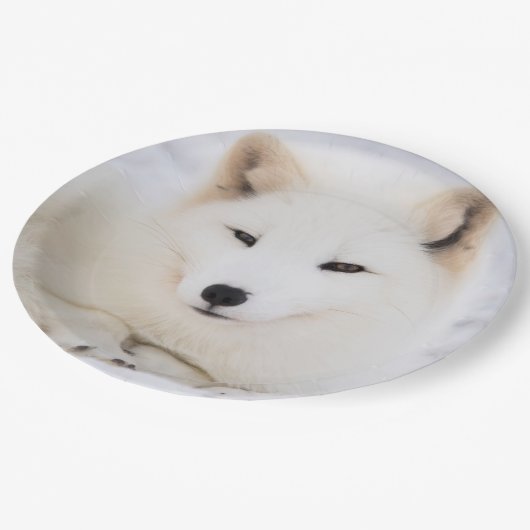 Witpoolvos in sneeuw papieren bordje (Gekanteld)