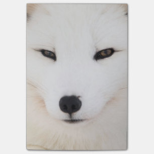 Witpoolvos in sneeuw post-it® notes