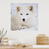 Witpoolvos in sneeuw poster (Keuken)