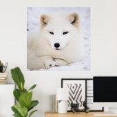 Witpoolvos in sneeuw poster (Thuiskantoor)