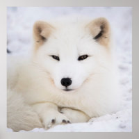 Witpoolvos in sneeuw