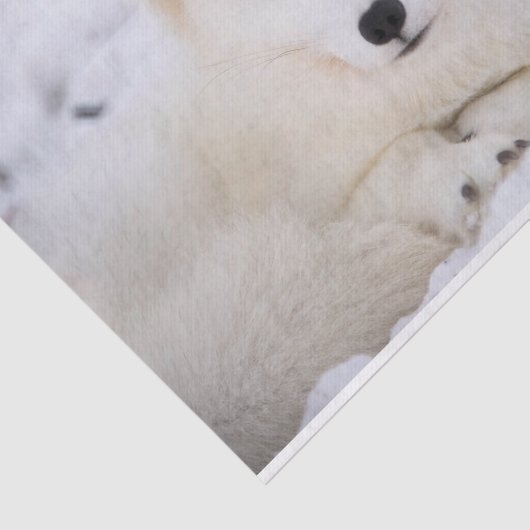 Witpoolvos Tissuepapier (Detail)