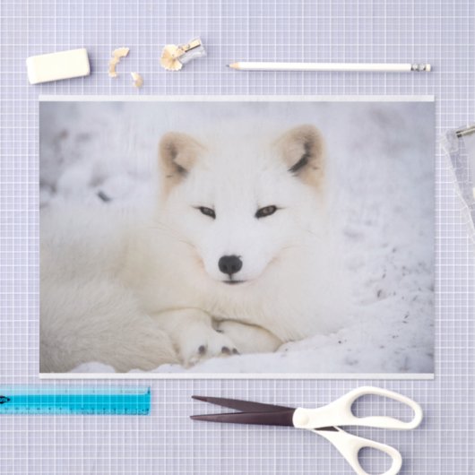 Witpoolvos Tissuepapier (Craft)