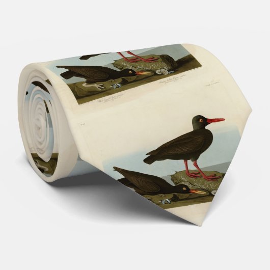 Witpotige oester-catcher, Audubon Birds America Stropdas (Opgerold)