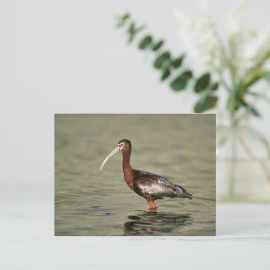 Witrode ibis briefkaart (Staand voorkant)