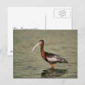 Witrode ibis briefkaart (Voorkant / Achterkant)