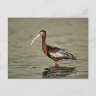 Witrode ibis briefkaart