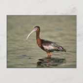 Witrode ibis briefkaart (Voorkant)
