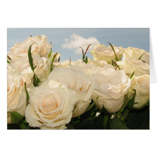 Witrozenwaanzinnig (Voorkant Horizontaal)