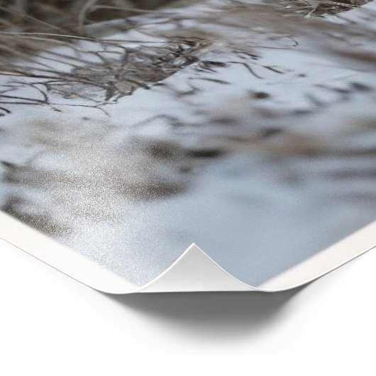 Witsneeuwiger Foto Afdruk (Hoek)