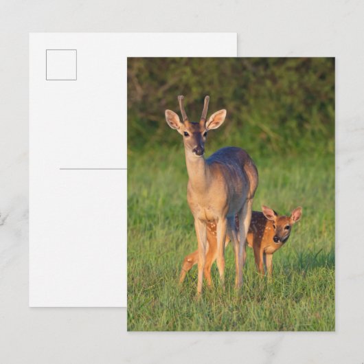 Witstaarster | Grassy Habitat Briefkaart (Voorkant / Achterkant)