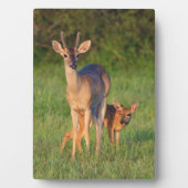 Witstaarster | Grassy Habitat Fotoplaat (voorkant)