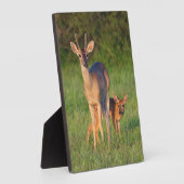 Witstaarster | Grassy Habitat Fotoplaat (Zijkant)