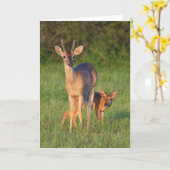 Witstaarster | Grassy Habitat Kaart (Gele Bloem)