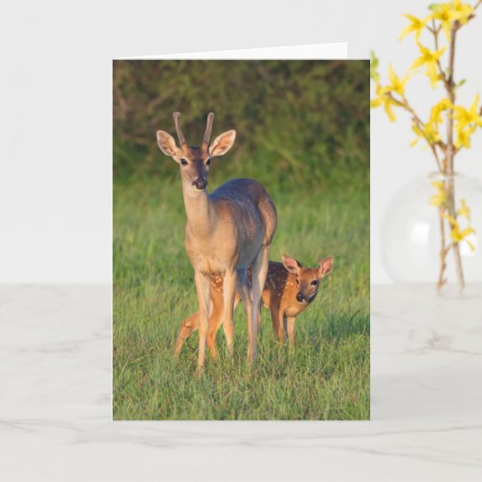 Witstaarster | Grassy Habitat Kaart (Gele Bloem)