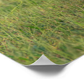 Witstaarster | Grassy Habitat Poster (Hoek)