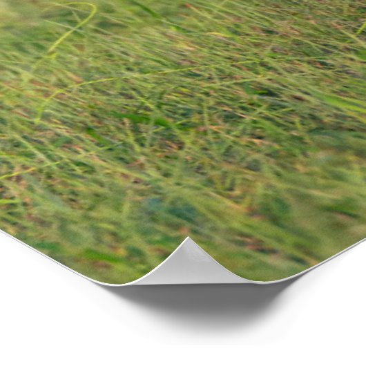 Witstaarster | Grassy Habitat Poster (Hoek)