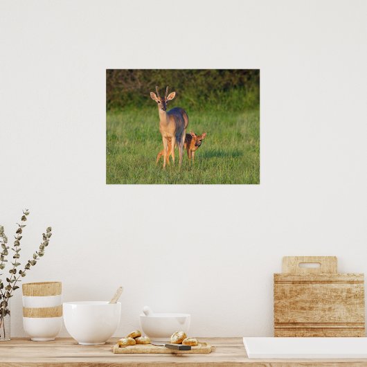 Witstaarster | Grassy Habitat Poster (Keuken)