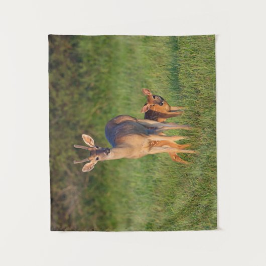 Witstaarster | Grassy Habitat Wandkleed (Voorkant)