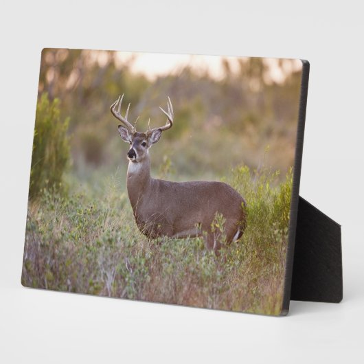 Witstaarster | Herfst in Texas Fotoplaat (Zijkant)