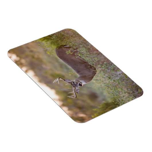 Witstaarster | Herfst in Texas Magneet (Rechterzijde)