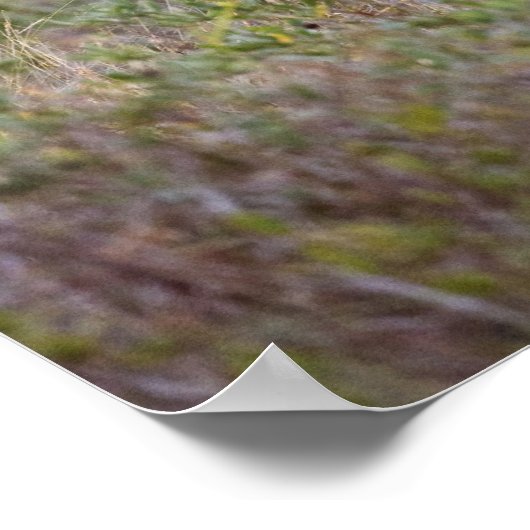 Witstaarster | Herfst in Texas Poster (Hoek)