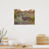 Witstaarster | Herfst in Texas Poster (Keuken)