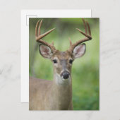 Witstaarster | Hill Country, Texas Briefkaart (Voorkant / Achterkant)