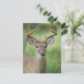 Witstaarster | Hill Country, Texas Briefkaart (Staand voorkant)