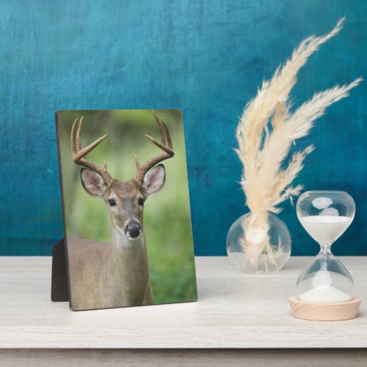 Witstaarster | Hill Country, Texas Fotoplaat (Zijkant)