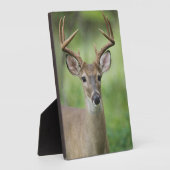 Witstaarster | Hill Country, Texas Fotoplaat (Zijkant)